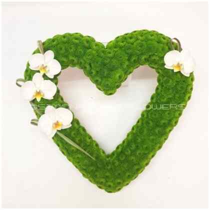 Phalaenopsis Heart