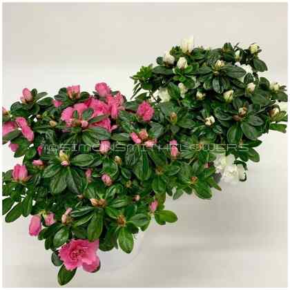 Azalea