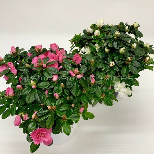 Azalea