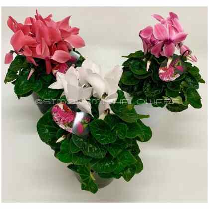 Cyclamen