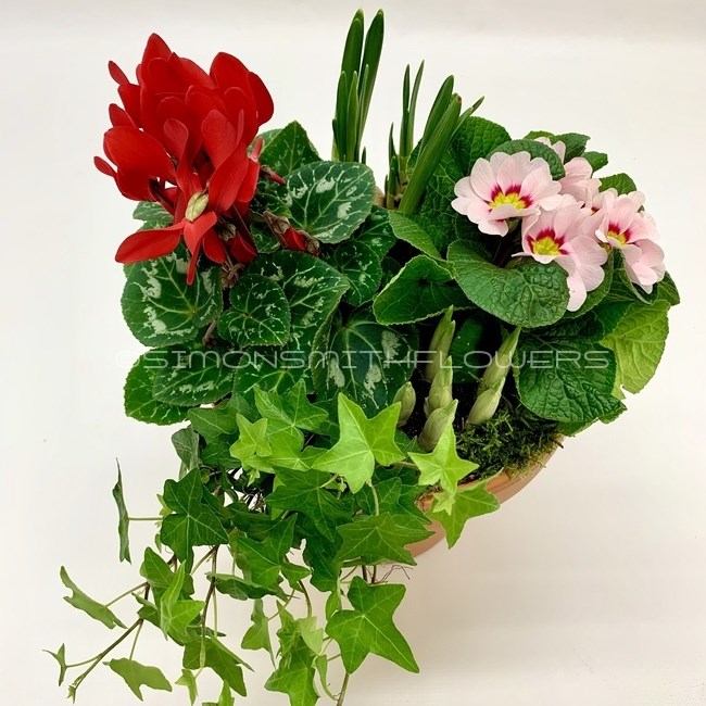Flowers and Garden