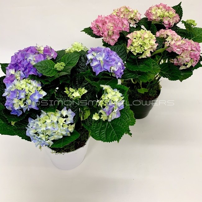 Hydrangea