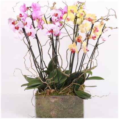 Mixed Orchids