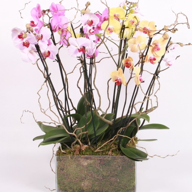 Mixed Orchids