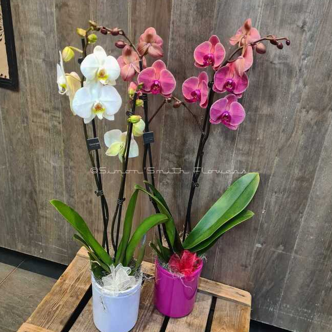 Orchid Plant