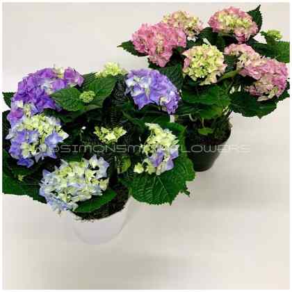 Hydrangea