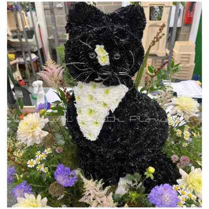 Sitting Cat