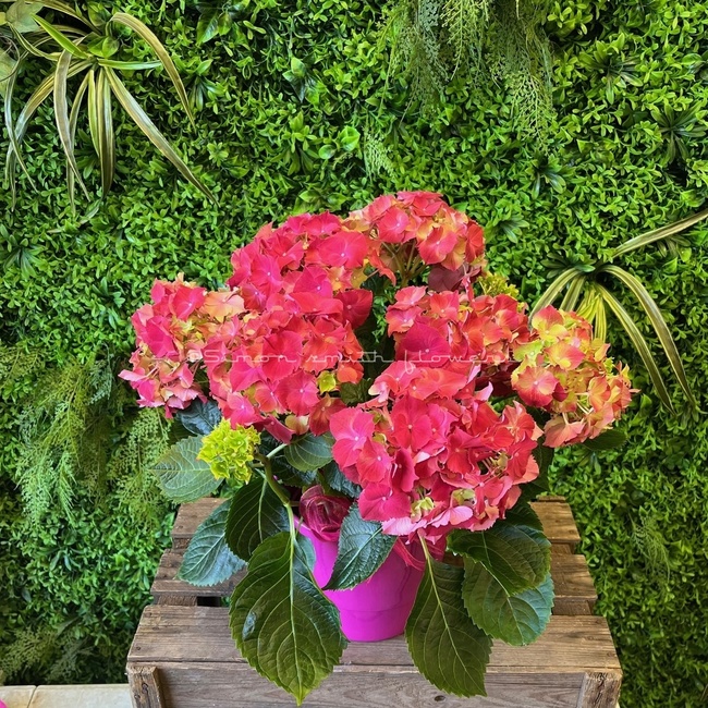 Pink Hydrangea in a China pot